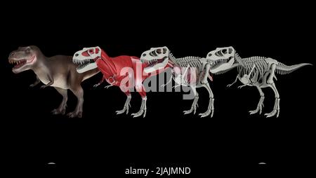 Anatomie eines Tyrannosaurus rex Dinosauriers. Stockfoto