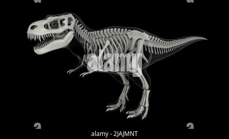 Skelettsystem des Tyrannosaurus rex, Seitenansicht. Stockfoto