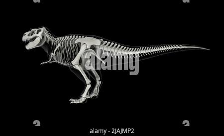 Skelettsystem des Tyrannosaurus rex, Seitenansicht. Stockfoto