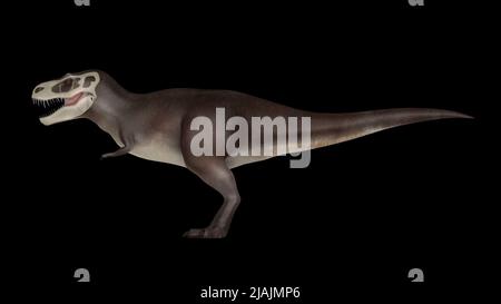 Tyrannosaurus rex Dinosaurier, Seitenansicht. Stockfoto