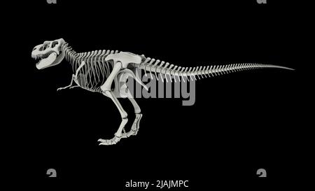 Skelettsystem des Tyrannosaurus rex, Seitenansicht. Stockfoto