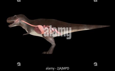 Verdauungssystem des Tyrannosaurus rex, Seitenansicht. Stockfoto