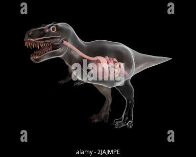 Verdauungssystem des Tyrannosaurus rex. Stockfoto