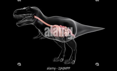 Verdauungssystem des Tyrannosaurus rex, Seitenansicht. Stockfoto