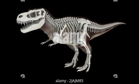 3D Abbildung des Tyrannosaurus rex, mit Überlagerung des Skelettsystems. Stockfoto