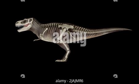 3D Abbildung des Tyrannosaurus rex, mit Überlagerung des Skelettsystems. Stockfoto