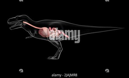 Verdauungssystem des Tyrannosaurus rex, Seitenansicht. Stockfoto