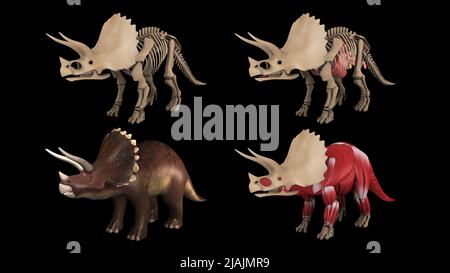 Anatomie des Triceratops-Dinosauriers, mehrere Ansichten. Stockfoto