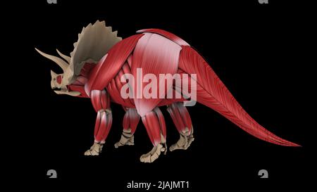 Muskelsystem eines Triceratops-Dinosauriers, Rückansicht. Stockfoto