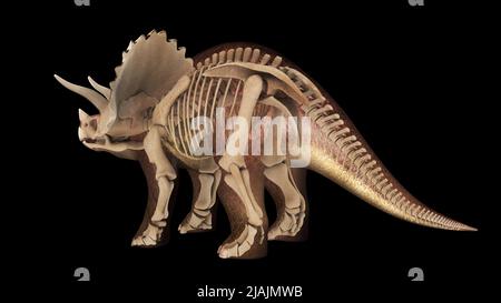 3D Darstellung von Triceratops, mit Überlagerung des Skelettsystems. Stockfoto
