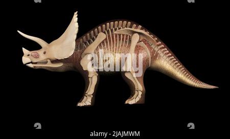 3D Darstellung von Triceratops, mit Überlagerung des Skelettsystems. Stockfoto