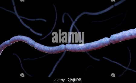 Konzeptionelle biomedizinische Illustration von Streptobacillus moniliformis Bakterien auf schwarzem Hintergrund. Stockfoto