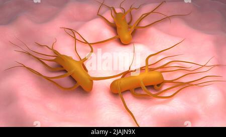 Konzeptionelle biomedizinische Illustration der Bakterien Salmonella Typhi, die Typhus verursacht. Stockfoto