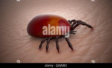 Konzeptionelle biomedizinische Illustration Queensland tick typhus, eine durch Zecken übertragene Krankheit. Stockfoto