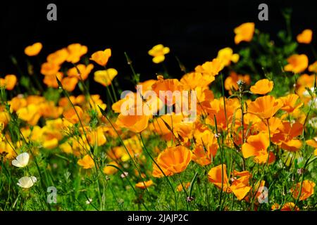 Kalifornische Mohnblumen (Eschschscholzia californica) gehören zur Familie Papaveracceae und sind in den USA und Mexiko beheimatet. Stockfoto
