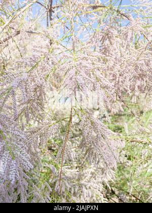 Im Frühjahr blühen rosa kleine Tamariskenblumen auf dem Tamariskenbaum. Stockfoto