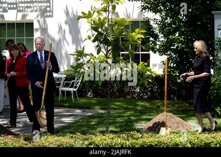 Washington, DC, USA. 30.. Mai 2022. US-Präsident Joe Biden (L) und First Lady Jill Biden (R) nehmen am Memorial Day am 30. Mai 2022 am South Lawn des Weißen Hauses in Washington, DC, USA, an einer Baumpflanzung mit überlebenden Angehörigen verstorbener US-Dienstmitglieder Teil. Ein Magnolienbaum wurde zu Ehren von US-Dienstmitgliedern gepflanzt, die ihr Leben verloren haben, und den Familien, die ihr Erbe tragen. Quelle: Michael Reynolds/Pool via CNP/dpa/Alamy Live News Stockfoto