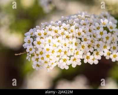 Schöne weiße Blumen Spirea aguta oder Brides Kranz. Blühende Spirea aguta im Frühling. Frühjahrskonzept Stockfoto