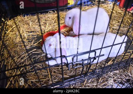 Lviv, Ukraine. 29.. Mai 2022. Kaninchen, die von Freiwilligen aus Charkiw gerettet werden, wo russische Truppen Wohnviertel beschossen und Zivilisten im Tierrettungsheim in Lviv gesehen werden. Freiwillige schafften es, mehrere hundert Nagetiere zu evakuieren, wie z.B. Ratten, Kaninchen, Meerschweinchen, Chinchillas, Degu), von Charkiw nach Lemberg. Russische Truppen beschuss ständig Wohnviertel in Charkiw. Jetzt sind die Tiere in einem Tierheim untergebracht - Heimat der geretteten Tiere. Hier werden sie mit der nötigen Hilfe und Pflege versorgt. Kredit: SOPA Images Limited/Alamy Live Nachrichten Stockfoto