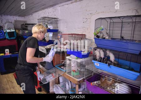 Lviv, Ukraine. 29.. Mai 2022. Freiwillige füttert Nagetiere, die aus Charkiw gerettet wurden, wo russische Truppen auf Wohngebiete und Zivilisten im Haus der geretteten Tiere in Lemberg schießen. Freiwillige schafften es, mehrere hundert Nagetiere zu evakuieren, wie z.B. Ratten, Kaninchen, Meerschweinchen, Chinchillas, Degu), von Charkiw nach Lemberg. Russische Truppen beschuss ständig Wohnviertel in Charkiw. Jetzt sind die Tiere in einem Tierheim untergebracht - Heimat der geretteten Tiere. Hier werden sie mit der nötigen Hilfe und Pflege versorgt. (Foto von Pavlo Palamarchuk/SOPA Images/Sipa USA) Quelle: SIPA USA/Alamy Live News Stockfoto