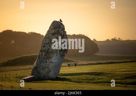 Antiker Fersenstein mit Vogel auf der Spitze des UNESCO-Weltkulturerbes Stonehenge in der prähistorischen Sonne des Morgens Stockfoto
