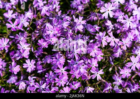 Getuftete Phlox (Phlox douglasii) 'Crackerjack' blüht Anfang Juni in der Pflanzenküche. Hochwertige Fotos Stockfoto