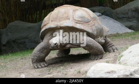 Los Angeles, Kalifornien, USA 28.. Mai 2022 Eine Schildkröte im LA Zoo am 28. Mai 2022 in Los Angeles, Kalifornien, USA. Foto von Barry King/Alamy Stockfoto Stockfoto