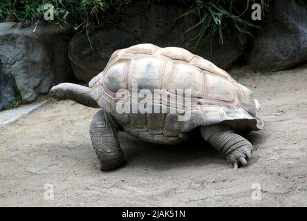 Los Angeles, Kalifornien, USA 28.. Mai 2022 Eine Schildkröte im LA Zoo am 28. Mai 2022 in Los Angeles, Kalifornien, USA. Foto von Barry King/Alamy Stockfoto Stockfoto