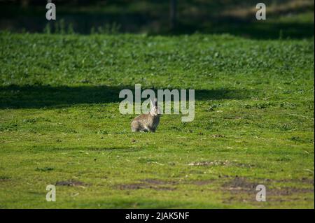 Lauf Hase, Lauf! Dies ist im Werribee Open Range Zoo in Victoria, Australien - der von wilden europäischen Kaninchen übernommen wird! (Oryctolagus Cuniculus). Stockfoto