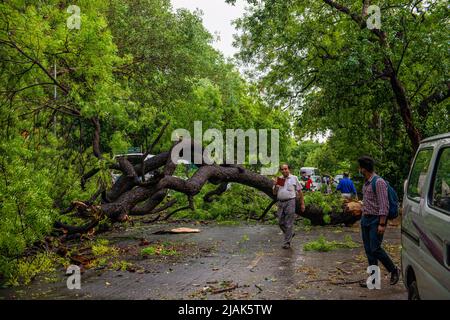 Neu-Delhi, Indien. 30.. Mai 2022. Blick auf einen gefallenen Baum auf der Jantar Mantar Road nach heftigen Regenfällen und böigen Winden. Von starken Winden entwurzelte Bäume, begleitet von starken Regenfällen in Neu-Delhi, beschädigte Autos und brachten den Verkehr zum Stillstand Credit: SOPA Images Limited/Alamy Live News Stockfoto