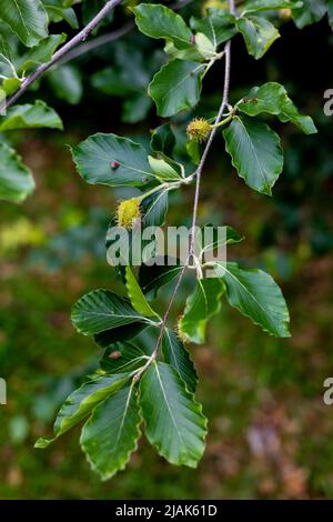 An den Ästen der europäischen Buche (Fagus sylvatica) sind bereits junge haarige Buchennüsse aufgetaucht. Der Zustand der Natur im späten Frühling und Frühsommer Stockfoto