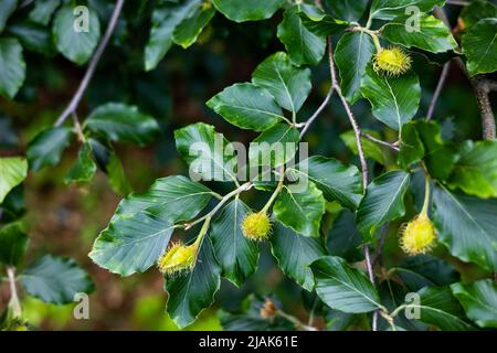 An den Ästen der europäischen Buche (Fagus sylvatica) sind bereits junge haarige Buchennüsse aufgetaucht. Der Zustand der Natur im späten Frühling und Frühsommer Stockfoto