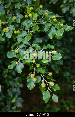 An den Ästen der europäischen Buche (Fagus sylvatica) sind bereits junge haarige Buchennüsse aufgetaucht. Der Zustand der Natur im späten Frühling und Frühsommer Stockfoto