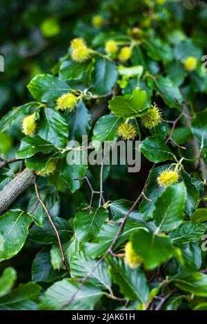 An den Ästen der europäischen Buche (Fagus sylvatica) sind bereits junge haarige Buchennüsse aufgetaucht. Der Zustand der Natur im späten Frühling und Frühsommer Stockfoto