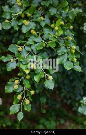 An den Ästen der europäischen Buche (Fagus sylvatica) sind bereits junge haarige Buchennüsse aufgetaucht. Der Zustand der Natur im späten Frühling und Frühsommer Stockfoto