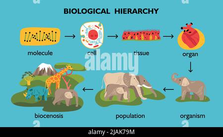 Biologische Hierarchie Farbsatz von isolierten Tieren und Pflanzen Bilder mit Pfeilen und editierbaren Textunterschriften Vektorgrafik Stock Vektor