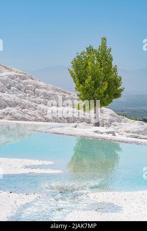 Ein atemberaubender grüner Baum, der sich vor der einzigartigen Landschaft der mineralreichen Travertinterrassen von Pamukkale in der Westtürkei befindet Pamukkale, was auf Türkisch ìcotton castleî bedeutet, ist eine natürliche geologische Stätte in der Nähe von Denizli im Südwesten der Türkei. Das Gebiet ist berühmt für seine Karbonatmineralvorkommen, die durch das fließende Thermalwasser hinterlassen werden, und ist eines der beliebtesten Touristenziele in der Türkei. Stockfoto