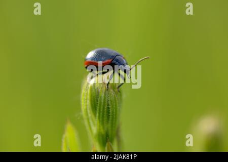Marienkäfer Coccinellidae auf der grünen Wiesenknospe der Pflanze. Stockfoto
