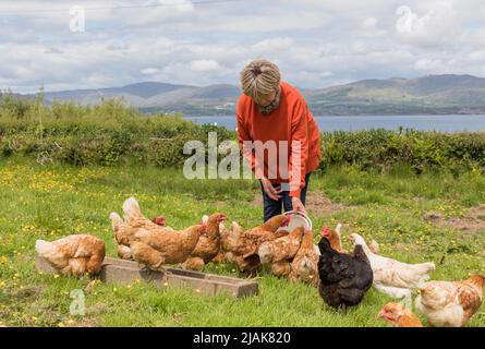 Goat's Path, Bantry, Cork, Irland. 30.. Mai 2022. Mary O'Brien füttert ihre freilaufenden Hühner auf ihrer Farm auf dem Ziegenpfad, Bantry, Co. Cork, Irland. - Credit; David Creedon / Alamy Live News Stockfoto