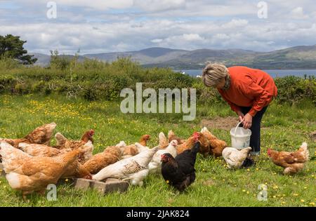 Goat's Path, Bantry, Cork, Irland. 30.. Mai 2022. Mary O'Brien füttert ihre freilaufenden Hühner auf ihrer Farm auf dem Ziegenpfad, Bantry, Co. Cork, Irland. - Credit; David Creedon / Alamy Live News Stockfoto