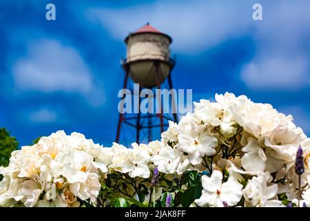 Ein Wasserturm über weißen Rosen Stockfoto
