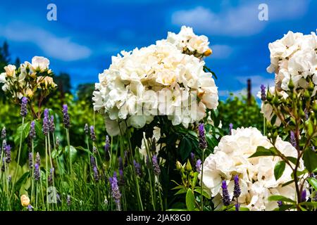 Weiße China-Rosen, Rosa chinensis Stockfoto