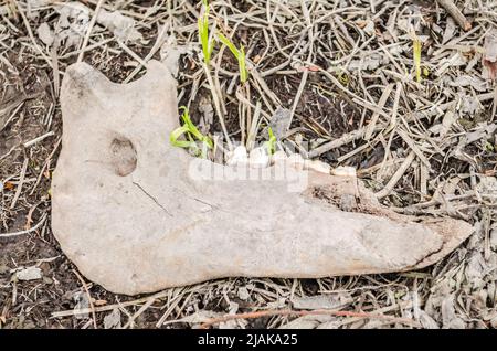 Getrockneter Kieferknochen eines Tieres am Ufer eines Sumpfes an der Donau. Stockfoto