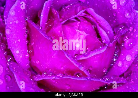 Nahaufnahme der violetten Rose, bedeckt mit Regentropfen Stockfoto