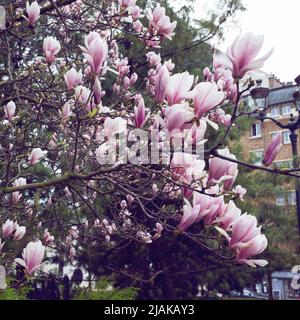 Blühende Magnolie vor der Kulisse von paris. Frühling in der Stadt Stockfoto
