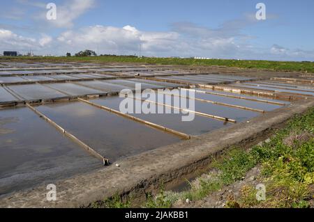 Salzwiesen von Aveiro in Portugal Stockfoto