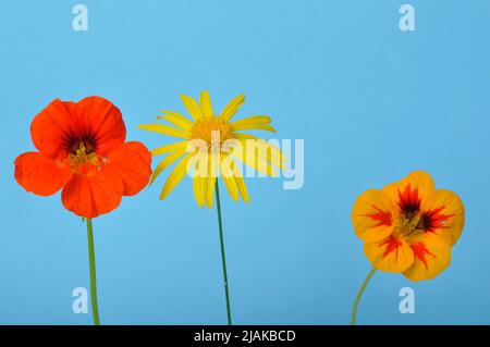 savannah Gänseblümchen und Nasturtien auf blauem Hintergrund Stockfoto