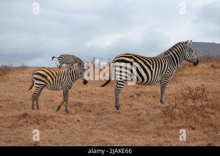 Die Wildtierbabys der afrikanischen Savanne- die Kinder der Savanne Afrikas Stockfoto