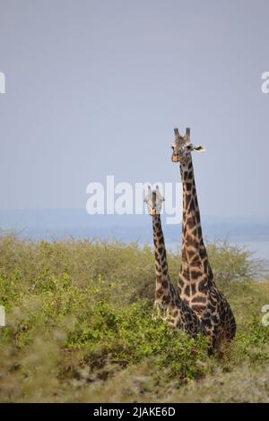 Die Wildtierbabys der afrikanischen Savanne- die Kinder der Savanne Afrikas Stockfoto