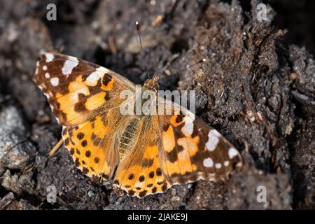 Gemalte Dame Schmetterling - Vanessa cardui, schöne farbige Schmetterling aus europäischen Wiesen und Wiesen, Norwegen. Stockfoto